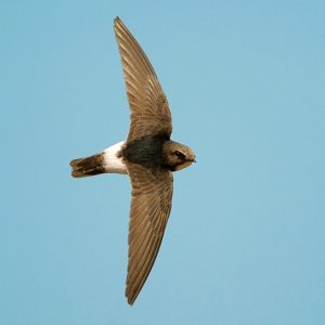 पाकोळी (Swift)