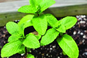 Read more about the article पुदिना (Corn mint)