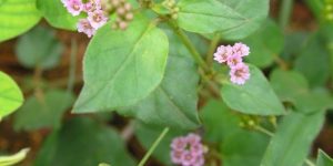 पुनर्नवा (Spreading hogweed)