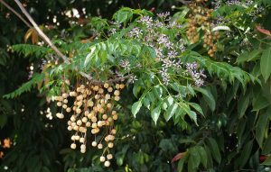 Read more about the article बकाणा निंब (Bead tree)
