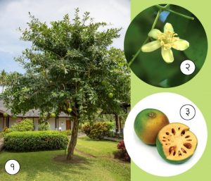 Read more about the article बेल (Bael tree)