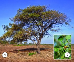Read more about the article बोर (Indian jujube)