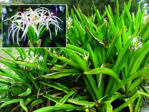 Read more about the article भुईशिरड (Poison bulb)