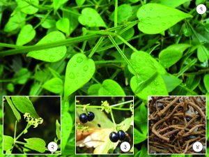 Read more about the article मंजिष्ठ (Indian madder)