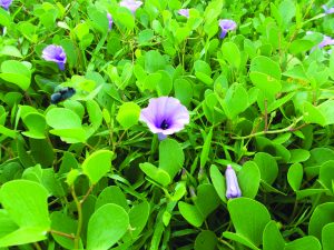 Read more about the article मर्यादवेल (Goat’s foot)