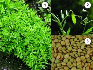Read more about the article मसूर (Lentil)