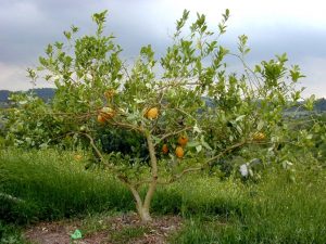 Read more about the article महाळुंग (Citron)