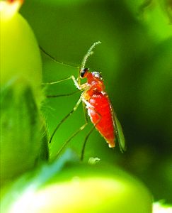 Read more about the article मिज माशी (Midge fly)