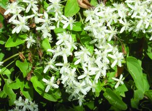 Read more about the article मोरवेल (Virgin’s bower)