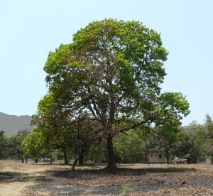 Read more about the article मोह (Mahua)