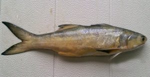 Read more about the article रावस (Indian salmon)