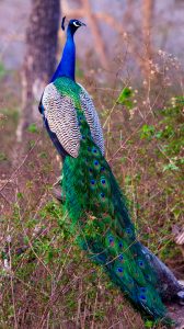Read more about the article नायगाव मयूर अभयारण्य (Nayagaon Mayur Wildlife Sanctuary)