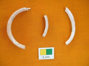 Read more about the article पुरातत्त्वीय संशोधन आणि शंखशिंपले (Archaeomalacology)