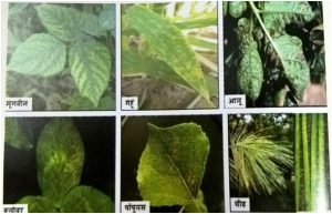 ओझोन आणि वनस्पती (Ozone and Plants)