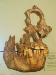 Read more about the article रामापिथेकस (Ramapithecus)