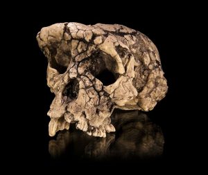 Read more about the article साहेलान्थ्रोपस (Sahelanthropus tchadensis)
