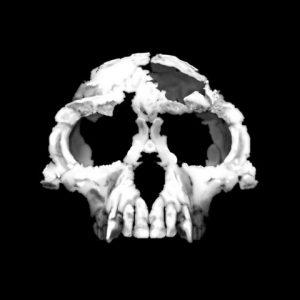 आर्डीपिथेकस (Ardipithecus)