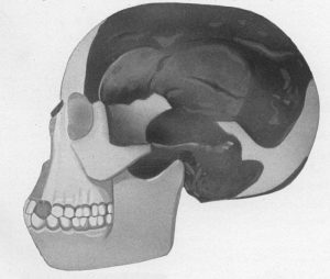 Read more about the article पिल्टडाउन मानव (Piltdown Man)