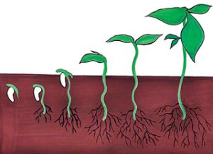 अंकुरण (Germination)