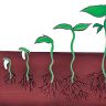 अंकुरण (Germination)
