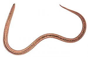 अंकुशकृमी (Hookworm)