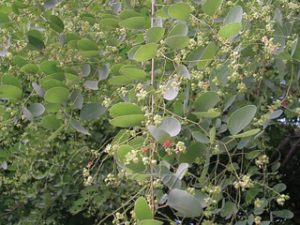 अंजन (Anjan)