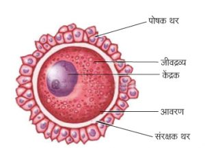 अंड (Ovum)