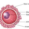 अंड (Ovum)