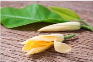 Read more about the article चाफा (Champaka)