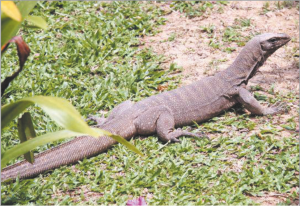 Read more about the article घोरपड (Bengal monitor)