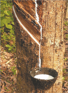 Read more about the article चीक (Latex)