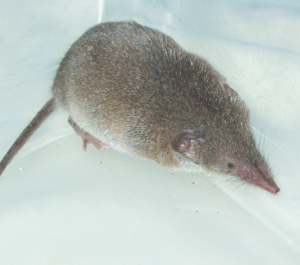 Read more about the article चिचुंदरी (Asian house shrew)