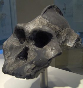 Read more about the article पॅरान्थ्रोपस  इथिओपिकस (Paranthropus aethiopicus)