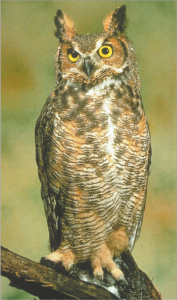 Read more about the article घुबड (Owl)