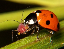 Read more about the article जैविक कीड नियंत्रण (Biological pest control)