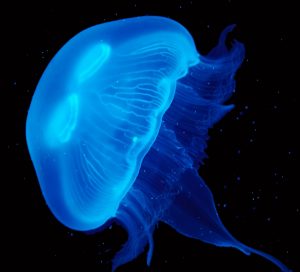 Read more about the article जीवदीप्ती (Bioluminescence)