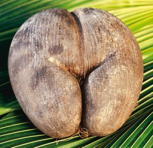 Read more about the article जहरी नारळ (Coco de mer)