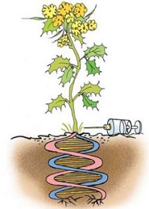 Read more about the article जनुकीय अभियांत्रिकी (Genetic engineering)