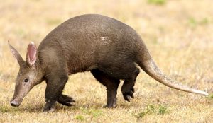 आर्डव्हॉर्क (Aardvark)