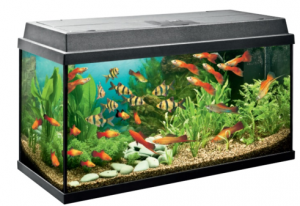 Read more about the article जलजीवालय (Aquarium)