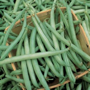 Read more about the article घेवडा (Bean)