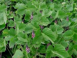 Read more about the article घोडवेल (Indian kudzu)