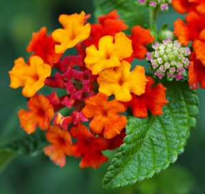 Read more about the article घाणेरी (Lantana)
