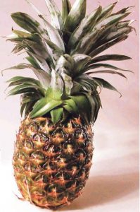 अननस (Pineapple)
