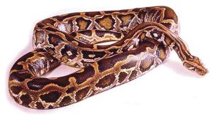 अजगर (Python)