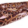 अजगर (Python)