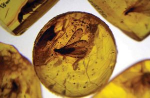 अंबर (Amber)