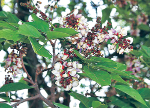 करंज (Indian beech)