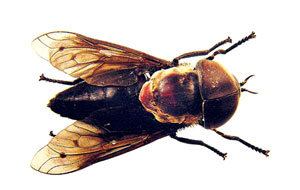 Read more about the article गोमाशी (Cow fly)