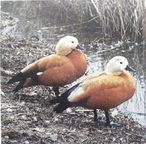 Read more about the article चक्रवाक (Ruddy shelduck)